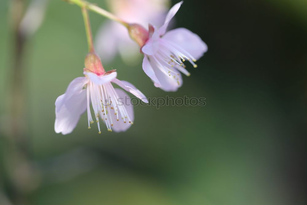 Similar – Macro Flower Violet Green