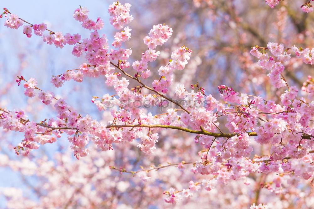 Similar – Image, Stock Photo WHITE vs. PINK Environment