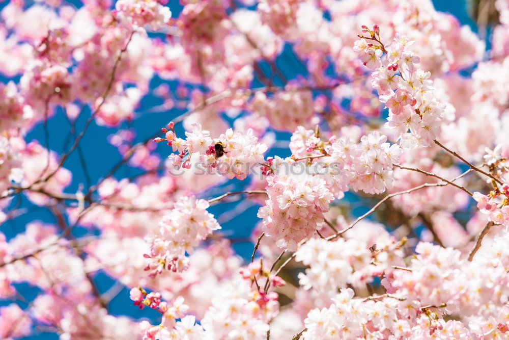 Similar – Image, Stock Photo Magnolienblüten