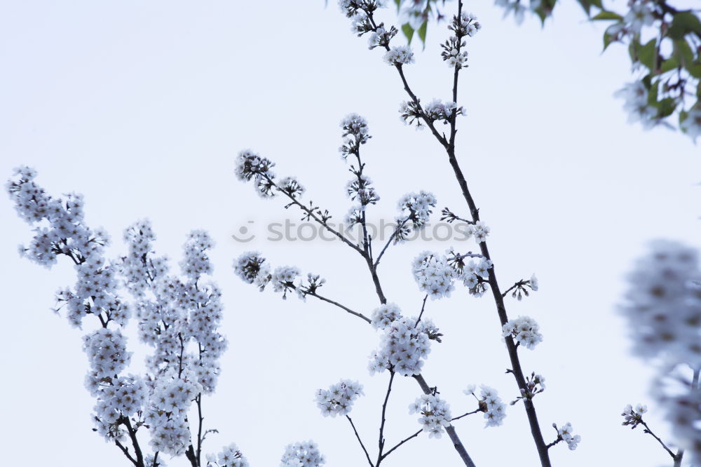 Similar – Green branch in spring sunlight