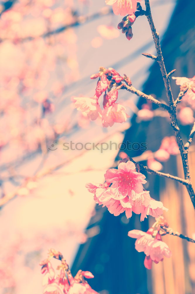 Similar – Image, Stock Photo Cherry blossoms are beautiful!