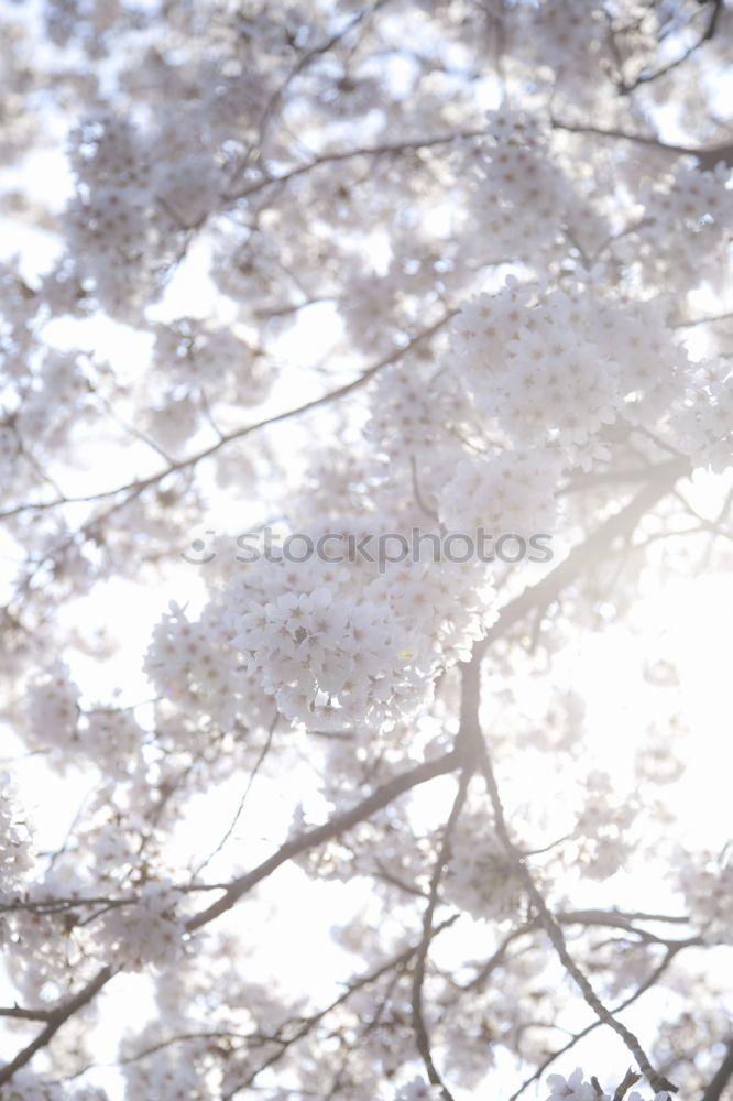 Similar – Image, Stock Photo spring Environment Nature