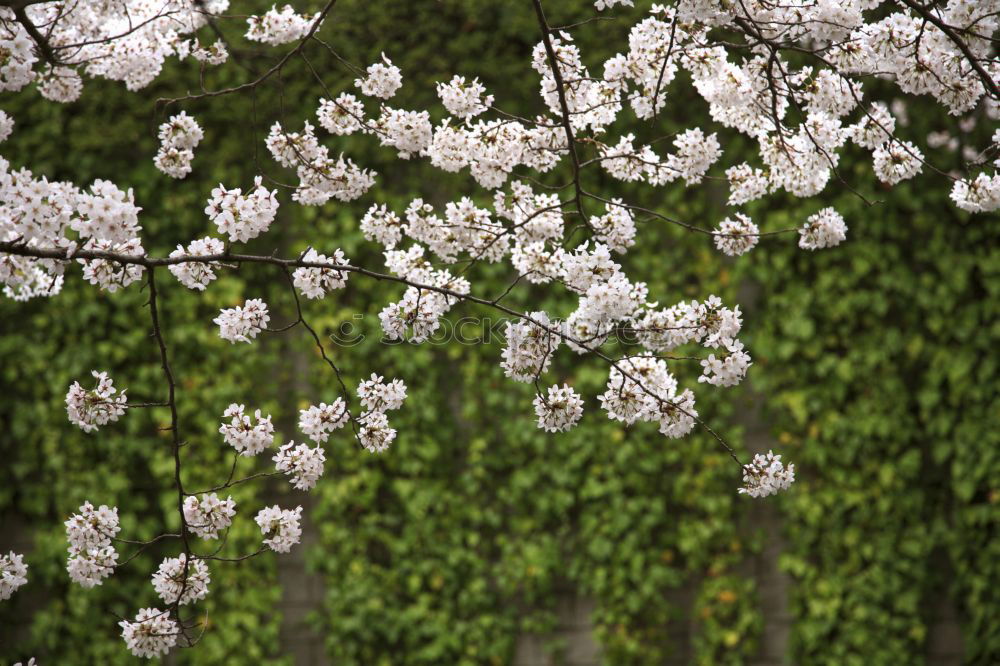 Similar – Image, Stock Photo White origami dove bird hanging on blooming spring plum tree