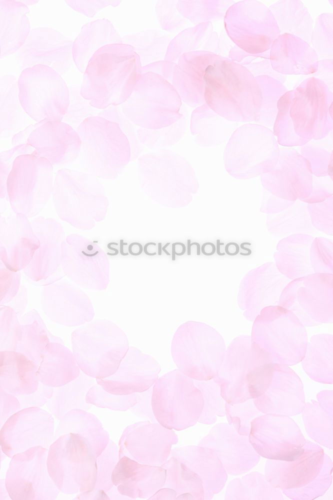 Similar – Image, Stock Photo lilac purple Violet Colour