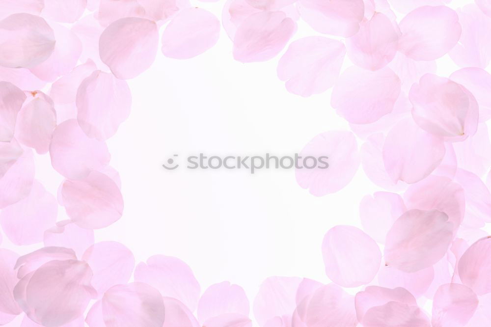 Similar – Image, Stock Photo lilac purple Violet Colour