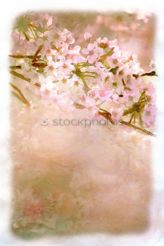 Similar – Image, Stock Photo Pink peach blossom Fruit