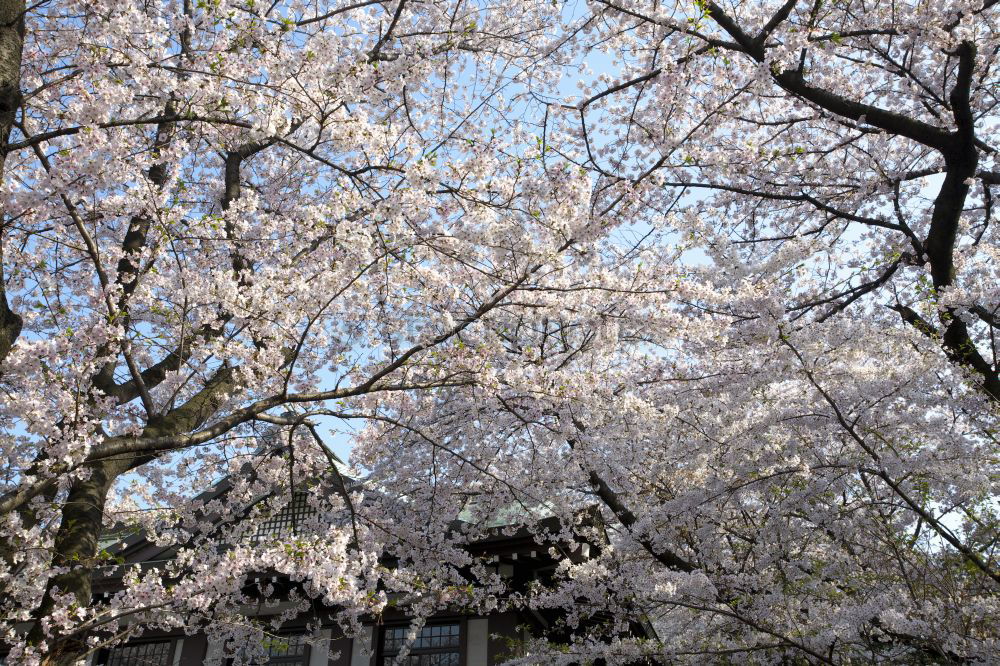 Similar – cherry blossoms #3 River