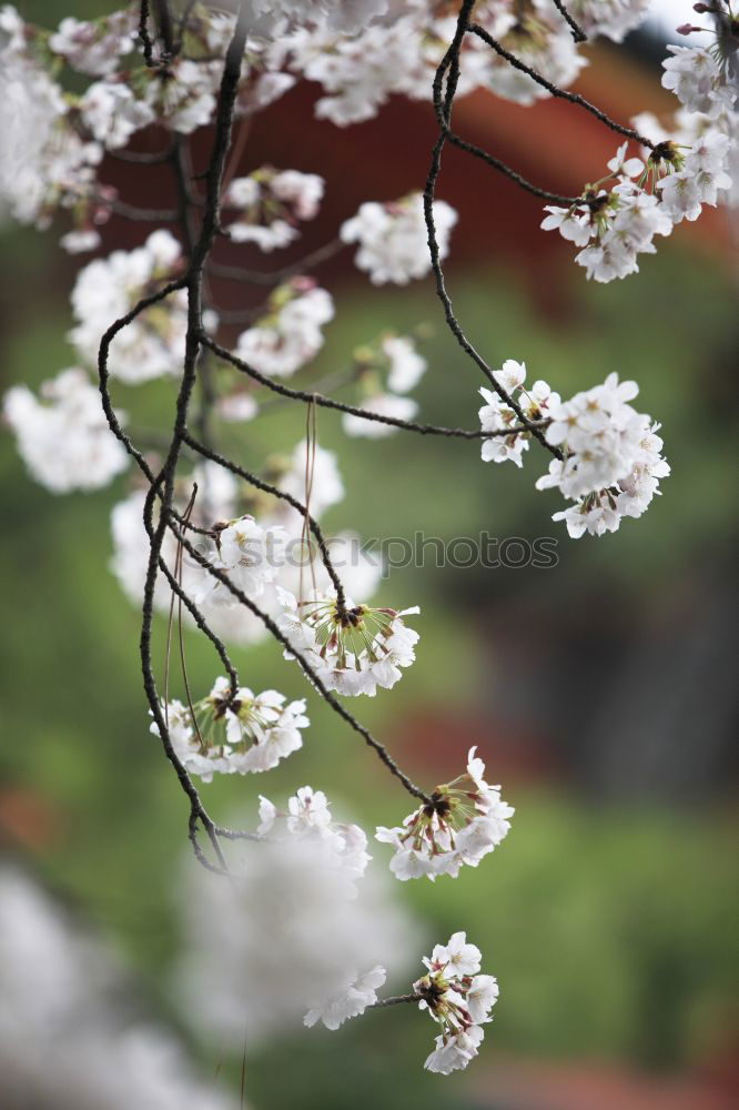 Similar – Strauch mit kleinen rosa Blüten vor grünem Hintergrund