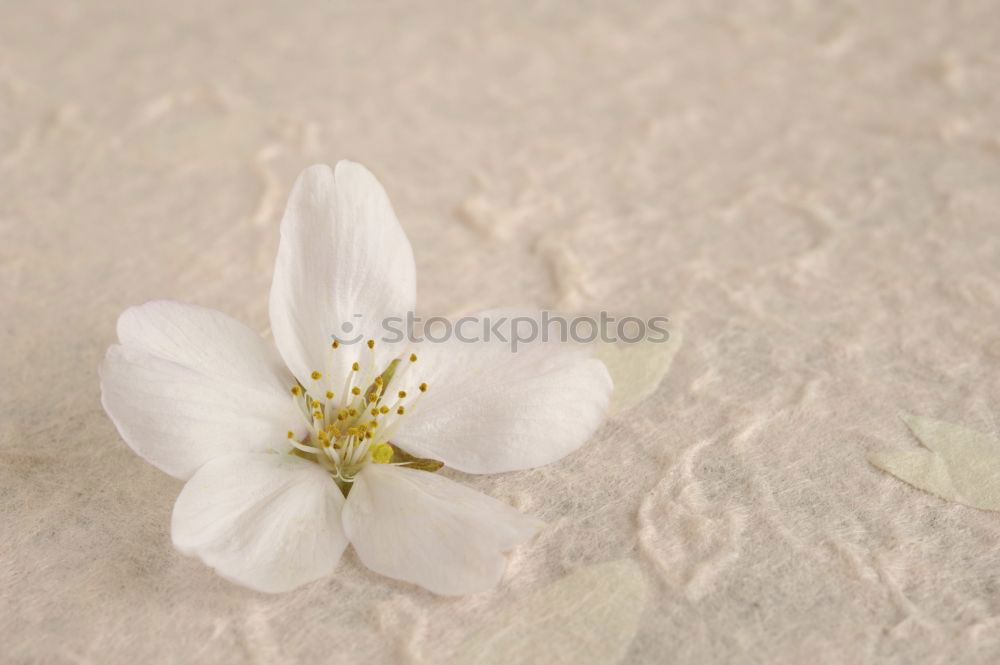 Similar – Image, Stock Photo Mystic flower II Flower