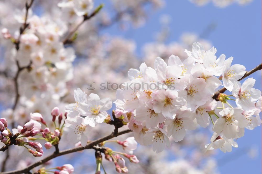 Similar – Image, Stock Photo magnolia tree Happy