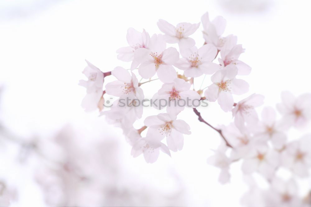 Similar – Image, Stock Photo Magnolia Tree No.2