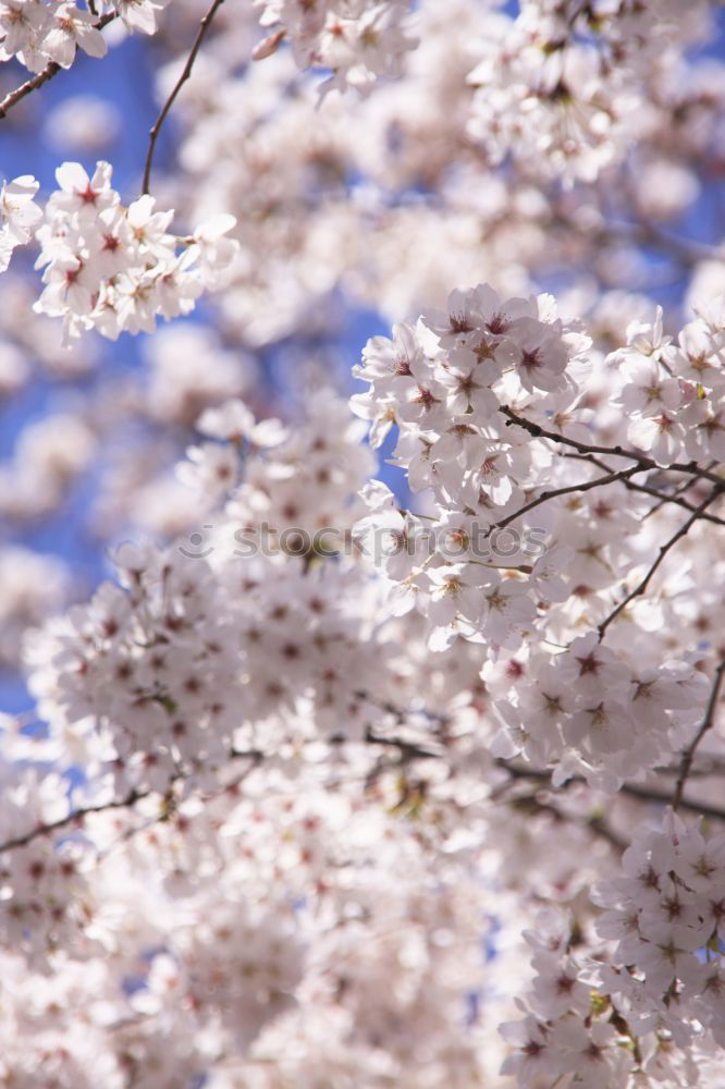 Similar – Image, Stock Photo beginning of spring Spring