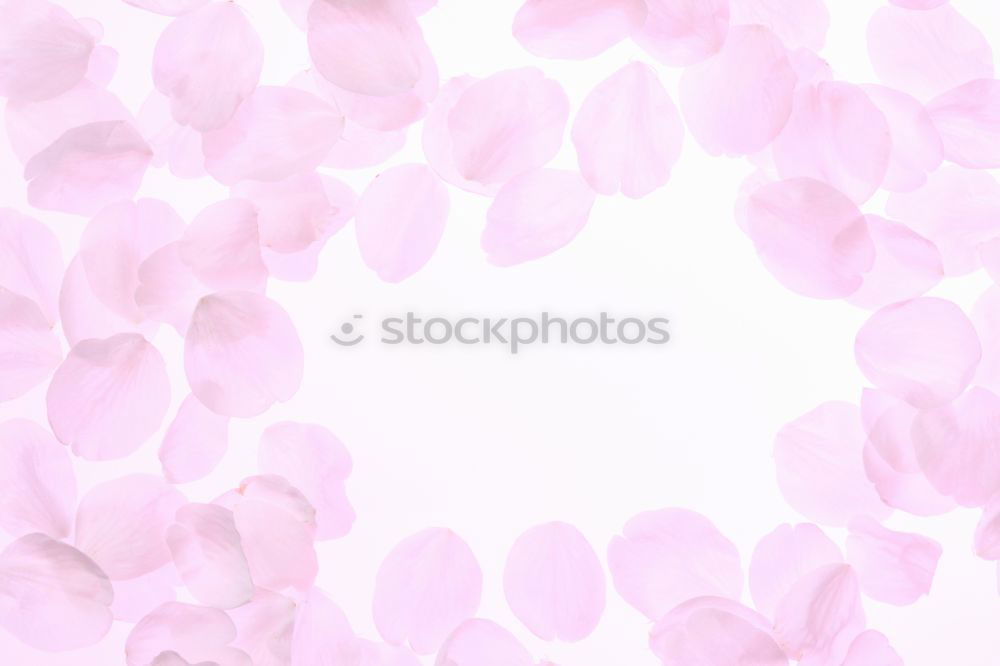 Similar – Image, Stock Photo lilac purple Violet Colour