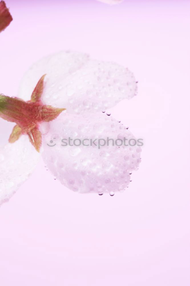 Similar – Image, Stock Photo Red sweetgum leaf in blue pool.