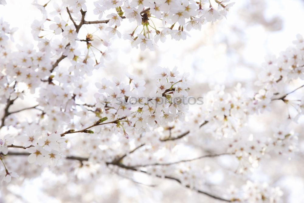 Similar – inception Blossom Tree