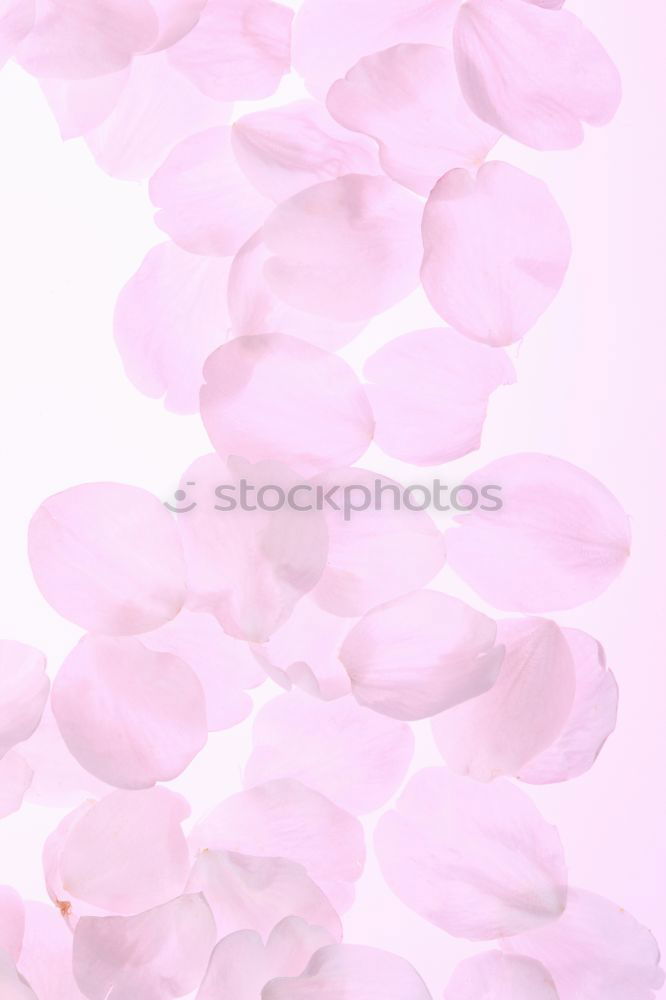 Similar – Image, Stock Photo lilac blossom Syringa