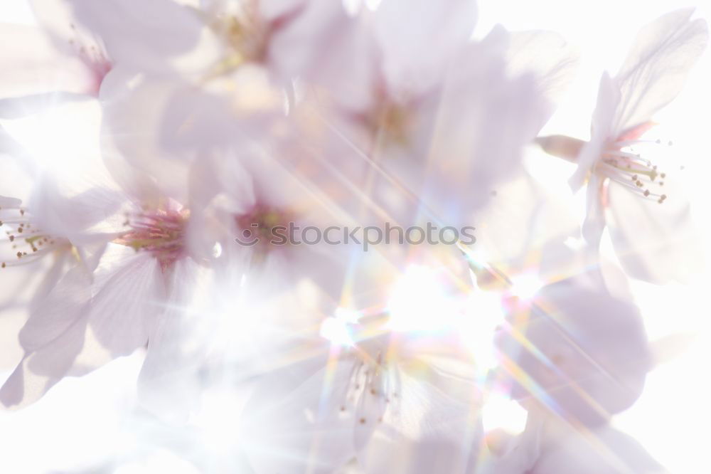 Similar – Image, Stock Photo Jump! Nature Plant Spring