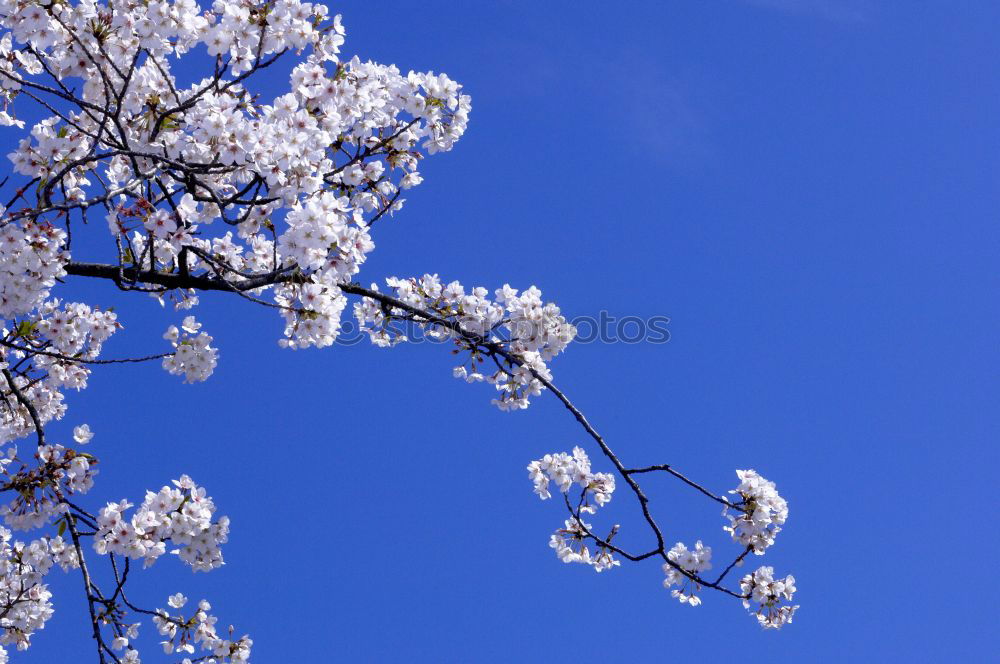 Similar – Image, Stock Photo Spring! SECOND Expel