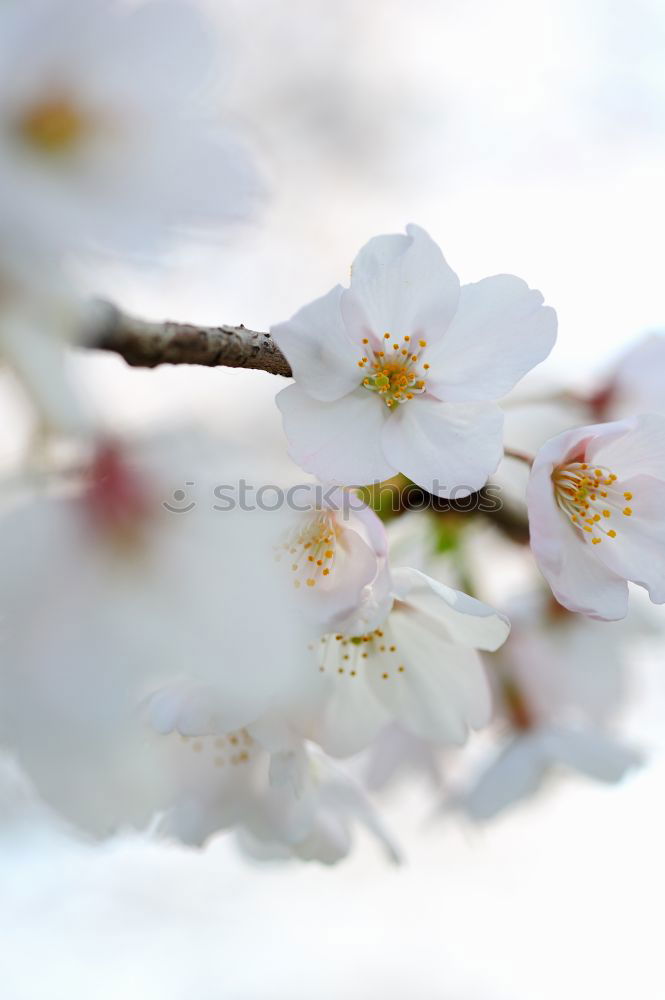 Similar – Image, Stock Photo …spring will come Spring