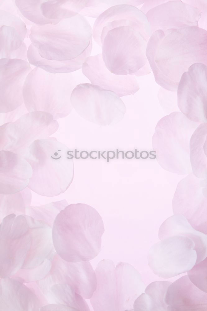 Similar – Image, Stock Photo lilac purple Violet Colour