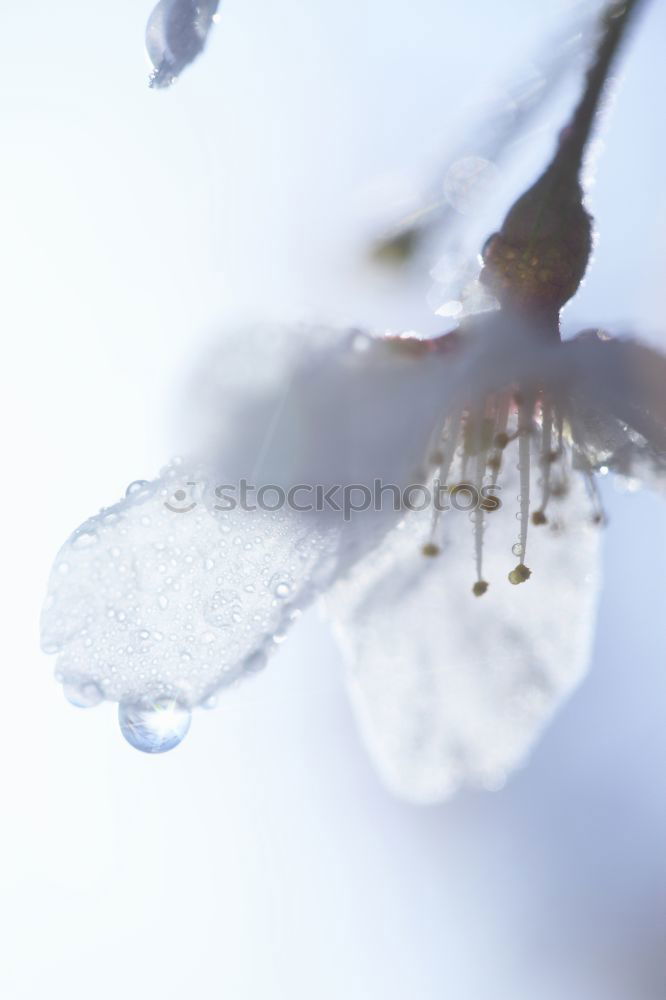 Image, Stock Photo fallen hearts l declaration of love