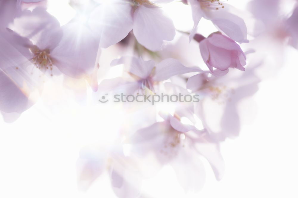 Image, Stock Photo shower of flowers