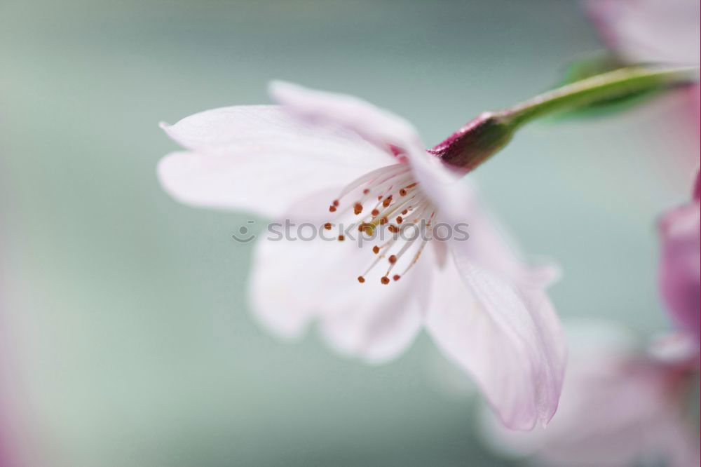 Similar – Image, Stock Photo tulip Nature Plant Spring