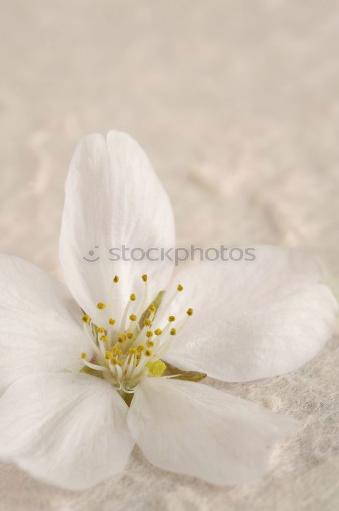 Similar – Image, Stock Photo Mystic flower II Flower