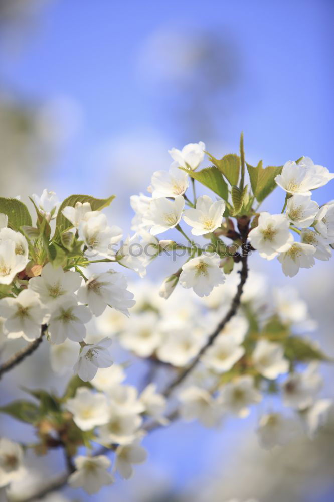 Similar – Foto Bild Spring in bloom springen