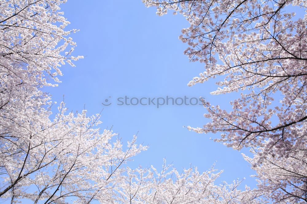 Similar – Image, Stock Photo When cherries dance.