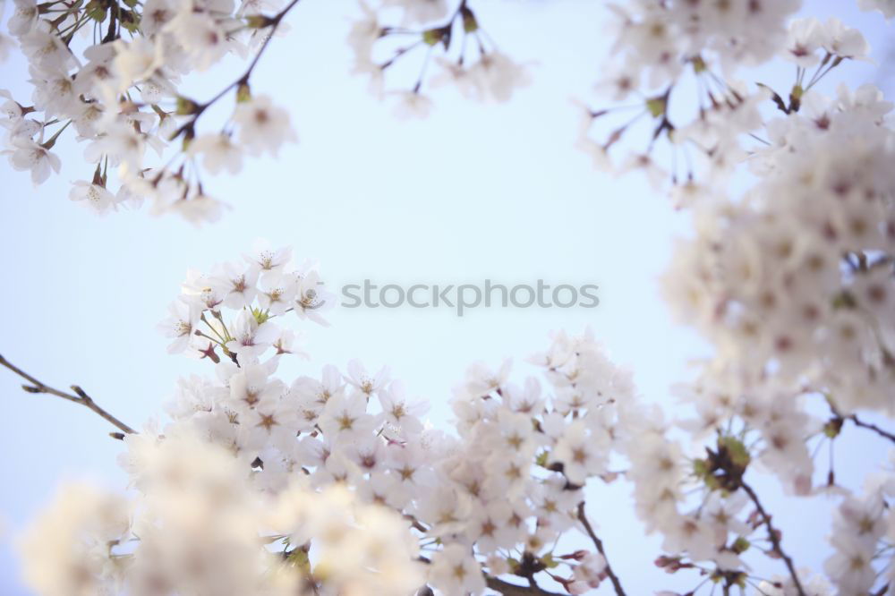 Similar – Spring. Fruit trees twigs with buds and flowers