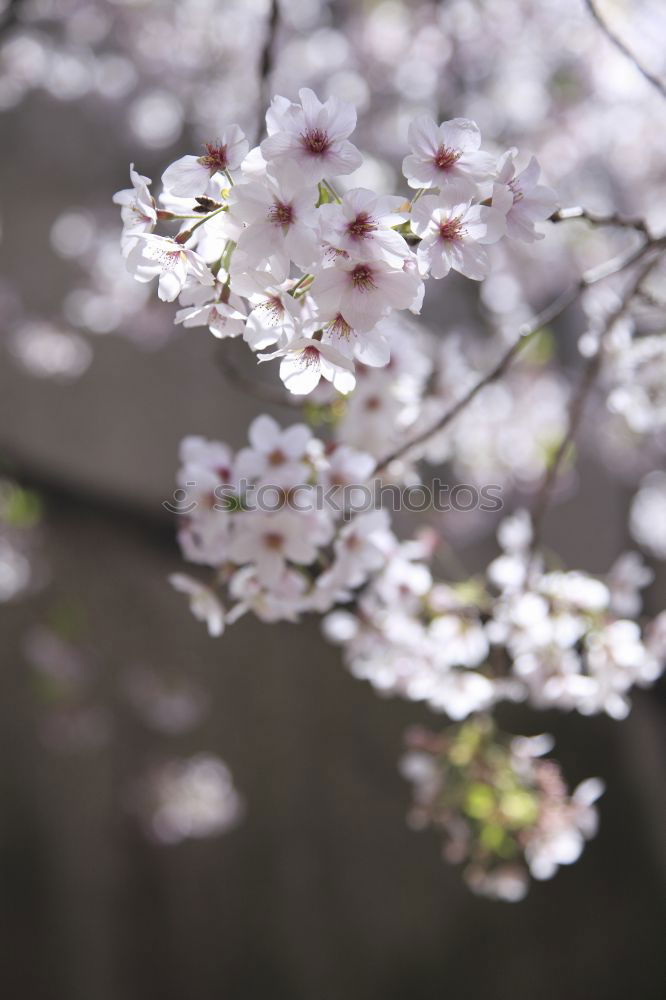 Similar – Image, Stock Photo cherry blossom 3