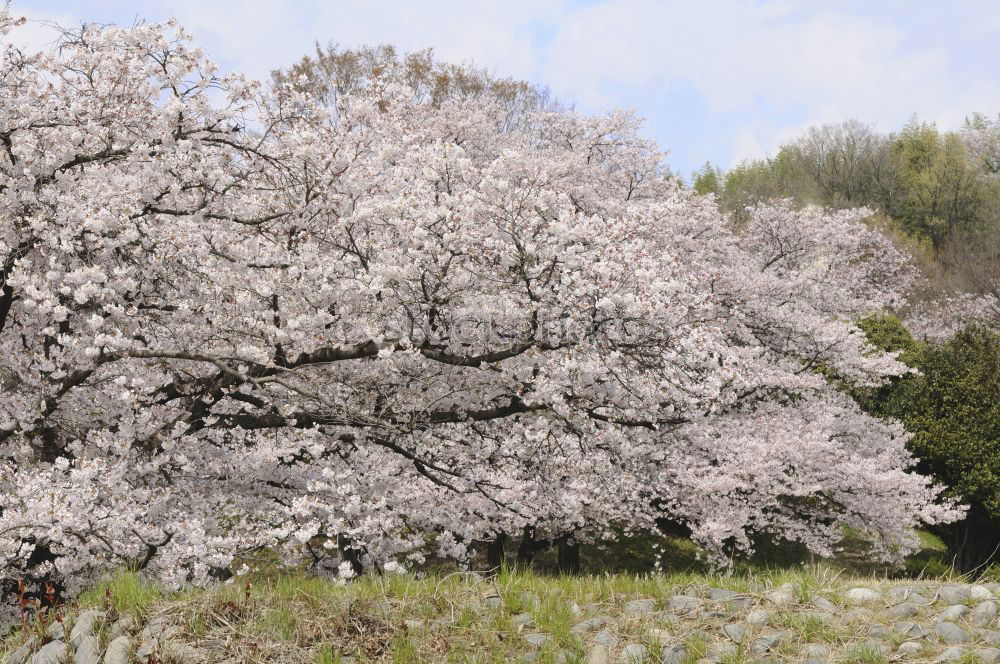 Similar – Apple blossom in Hohenlohe