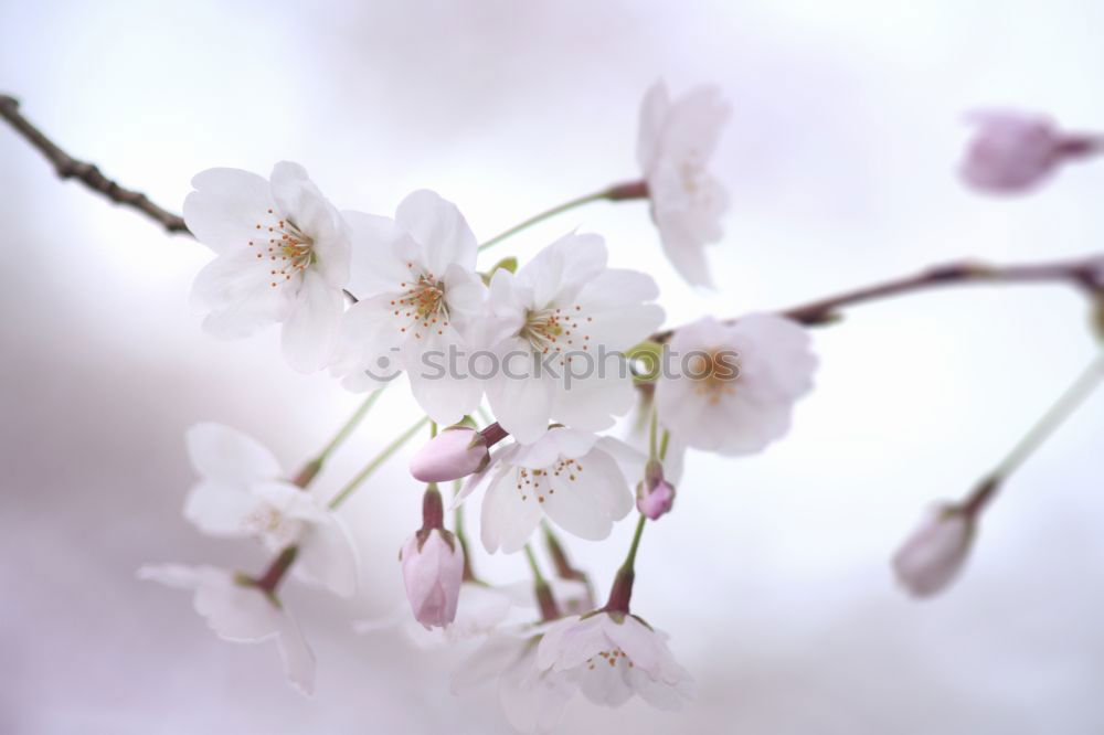Similar – Image, Stock Photo cherry Environment Nature