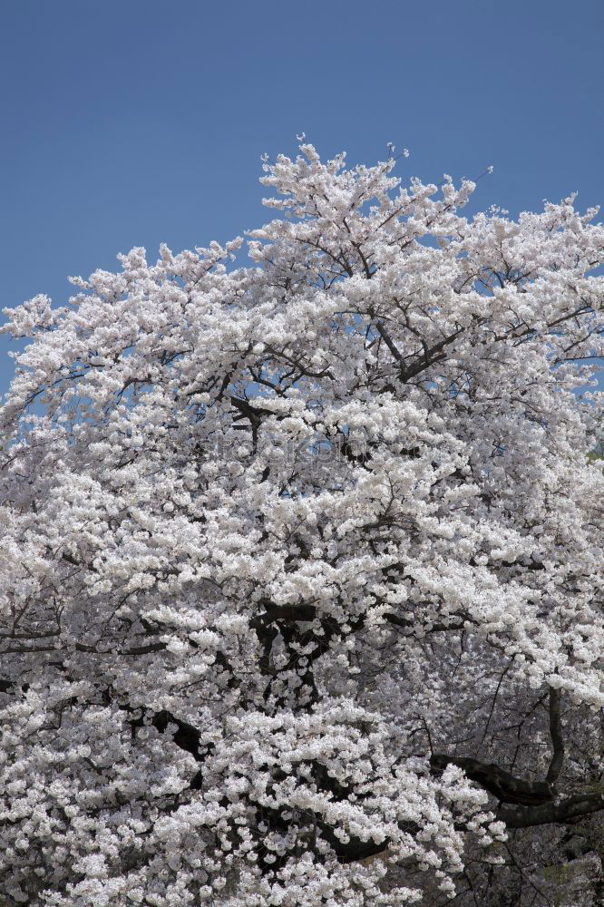 Similar – cherry blossoms #3 River