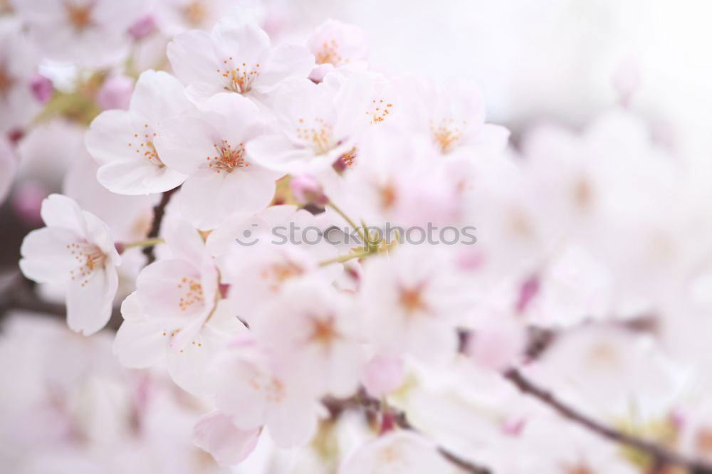 Similar – Image, Stock Photo Blossom of a cherry tree.