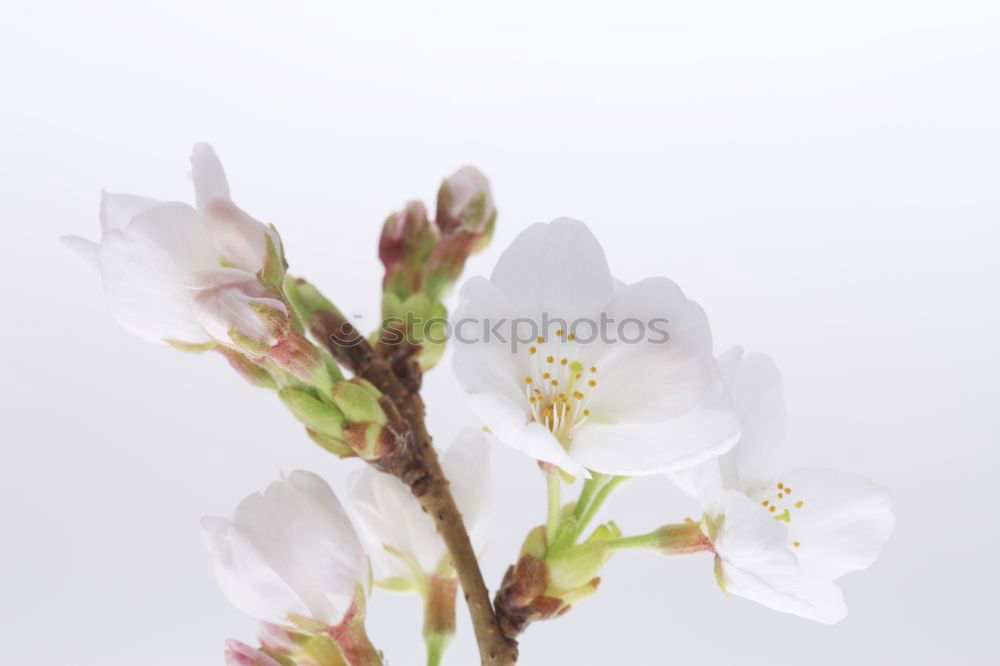 Similar – Image, Stock Photo spring awakening Blossom