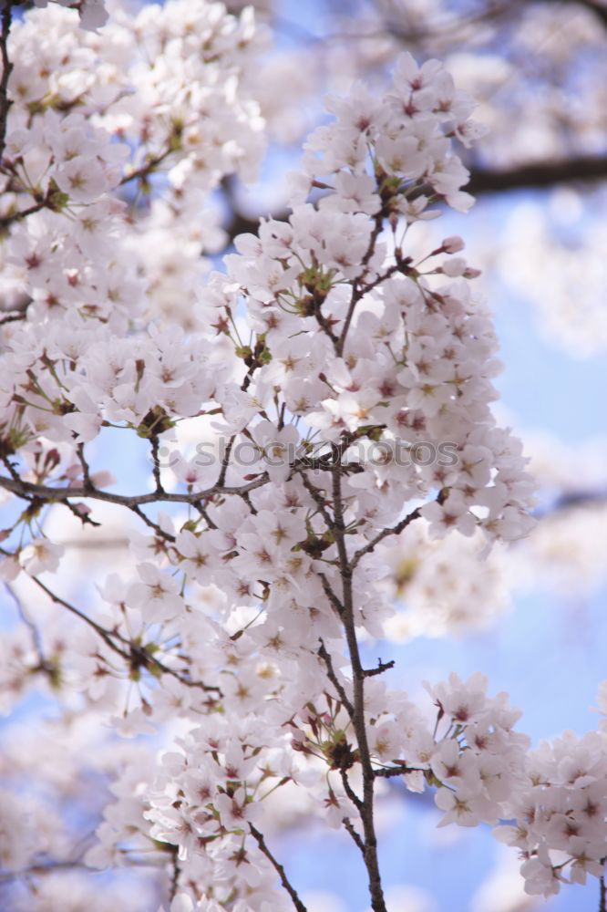 Similar – Image, Stock Photo magnolia tree Happy