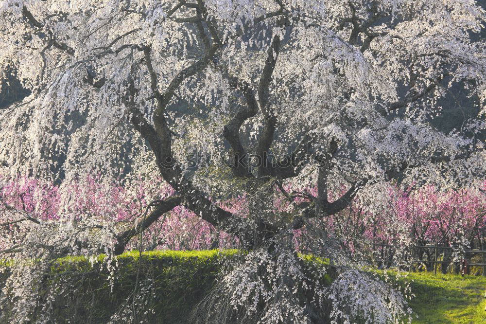 Similar – peach blossom Environment