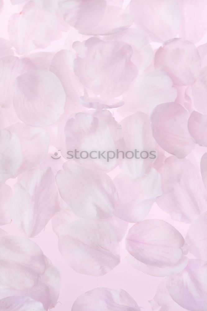 Similar – Image, Stock Photo lilac purple Violet Colour