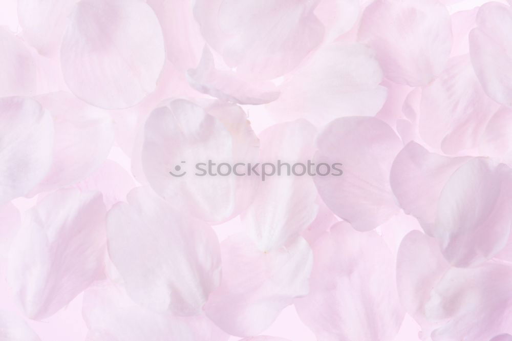 Similar – Image, Stock Photo Fresh garlic on a light pink background