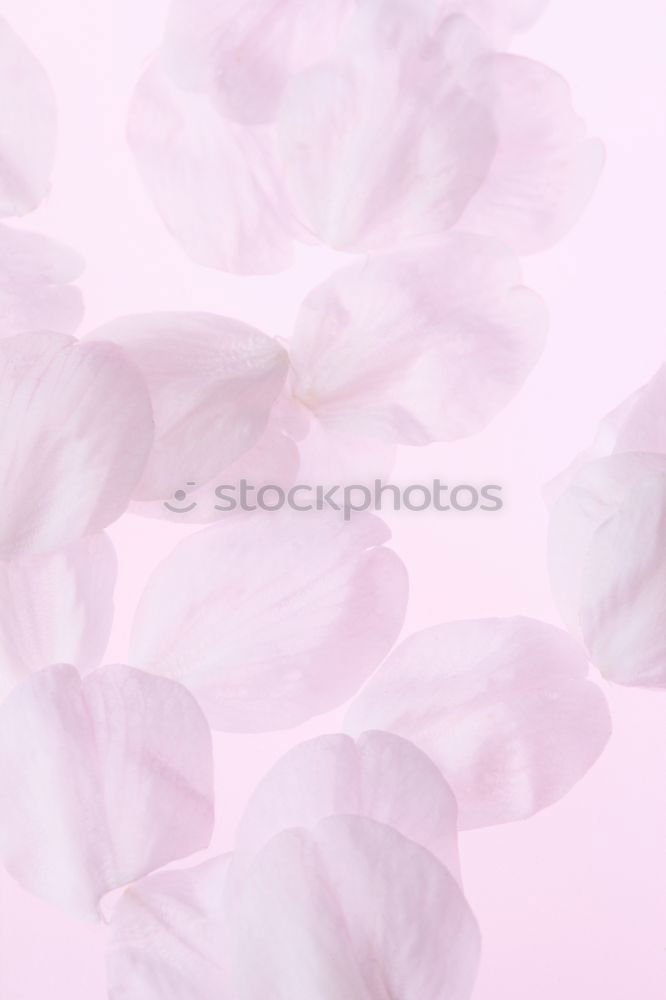 Similar – Image, Stock Photo Pastel pink peony flowers and petals