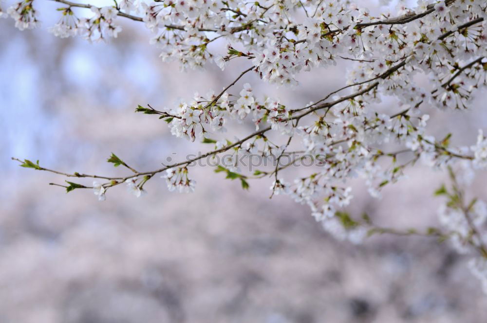 Similar – Image, Stock Photo IV dribbles Plant Elements