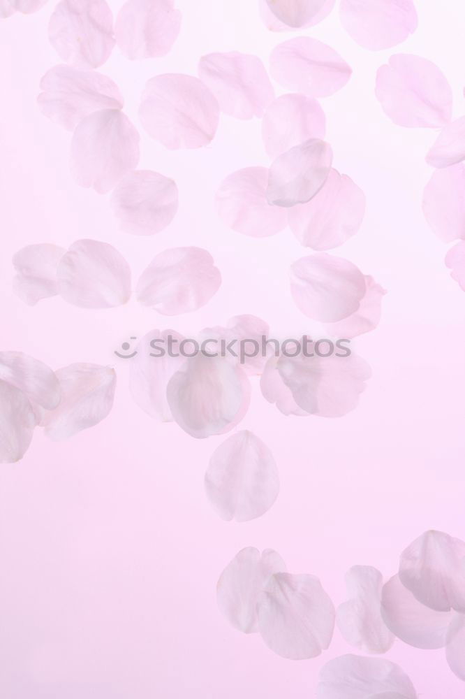 Similar – Image, Stock Photo lilac purple Violet Colour