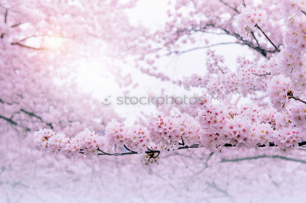 Similar – Image, Stock Photo Easter shasha Hang Spring