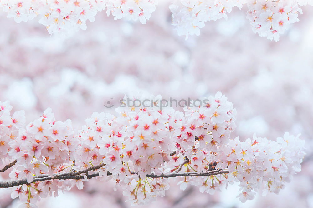 Similar – Image, Stock Photo i met spring Calm Sun