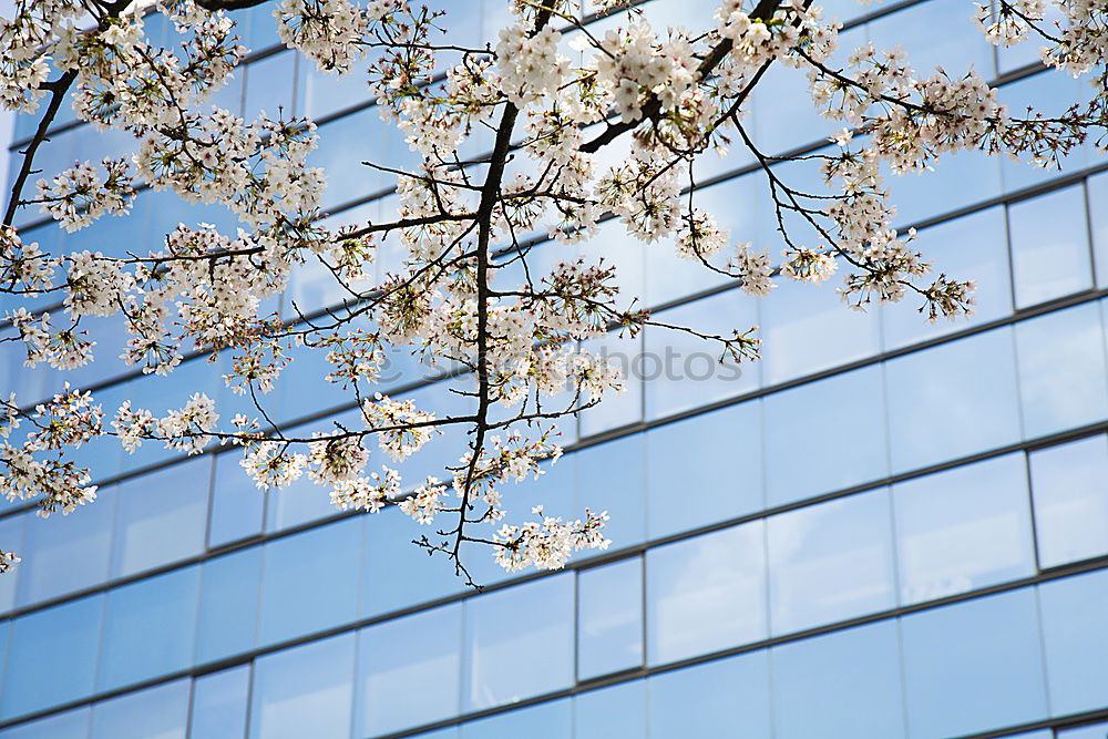 Similar – sakura #8 Colour photo Day