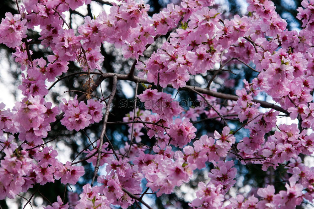 Similar – apple blossom Nature Plant