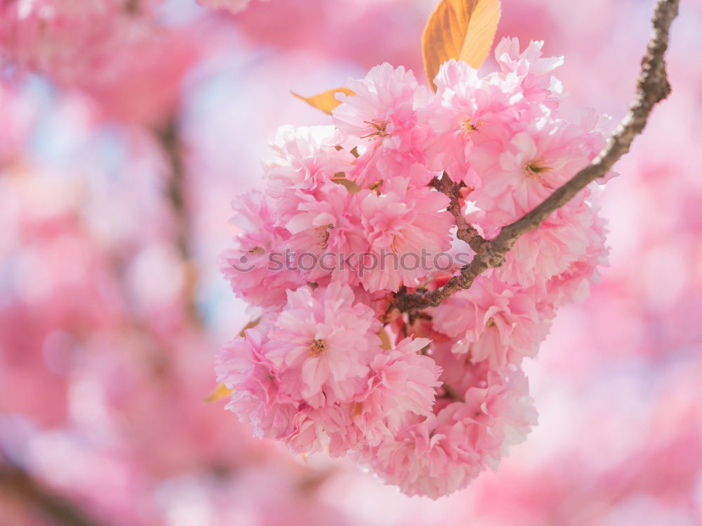 Similar – Image, Stock Photo Magnolienblüten