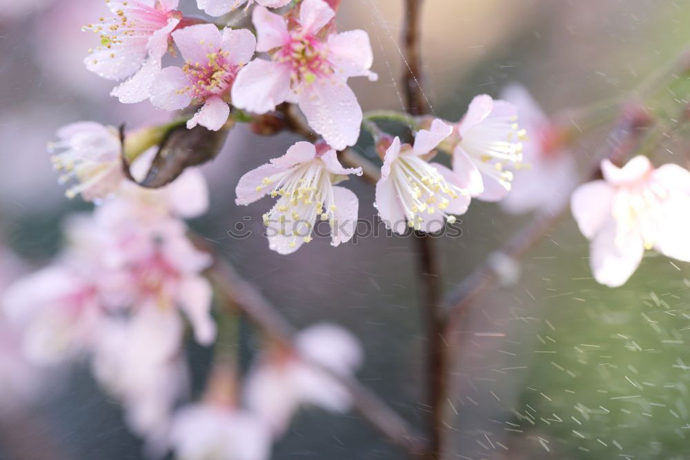 Similar – Blütenzaun Zaun Frühling